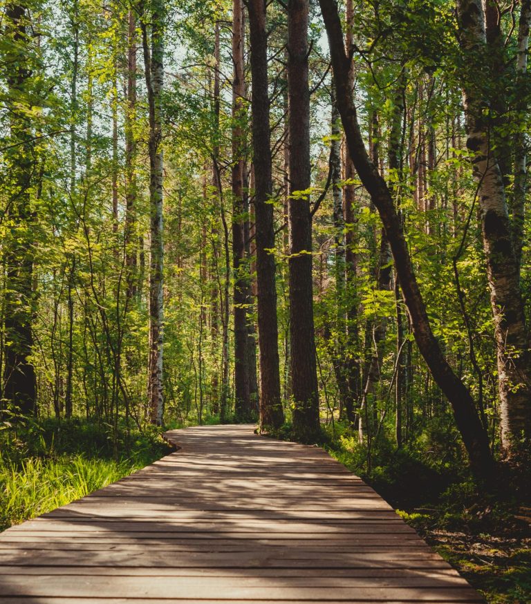 Älykäs viisteen vahti tehostaa vanerin tuotantoa